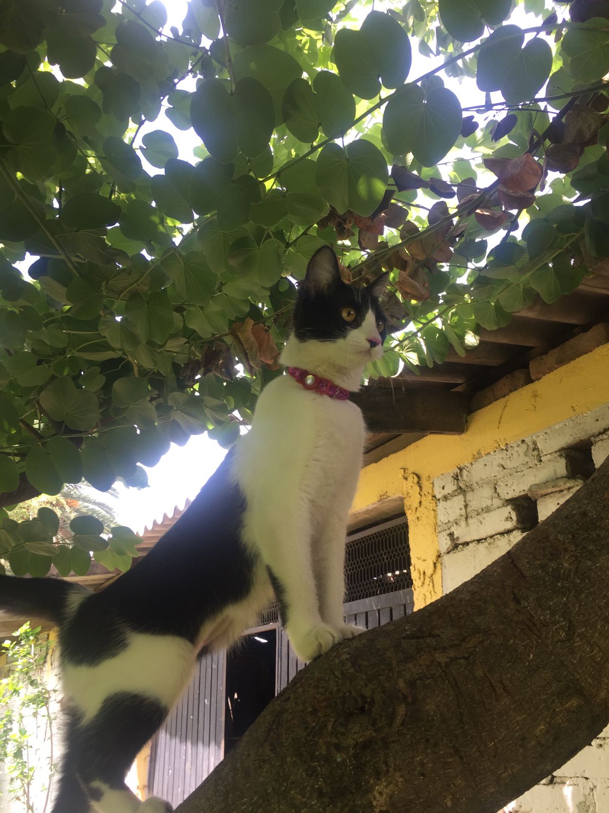 maskotines