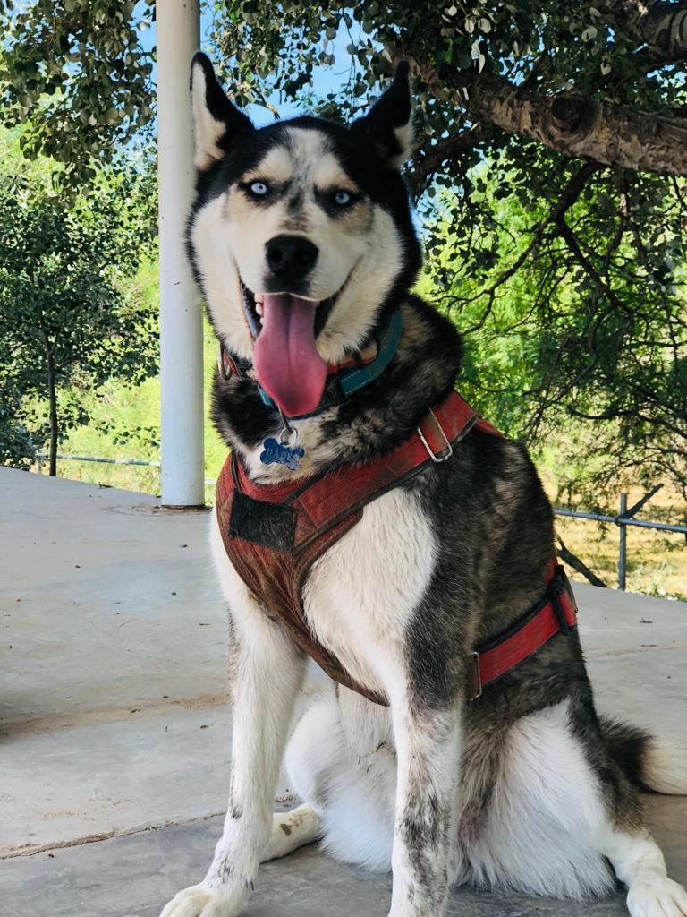 maskotines